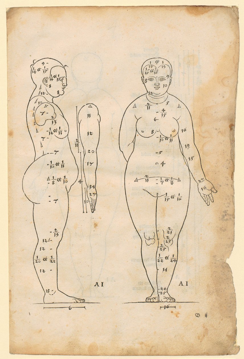Side- og forfraansigt af kvinden på 7 hovedlængder (type AI), arm i sideansigt, fra «Die Proportionenlehre» af Albrecht Dürer