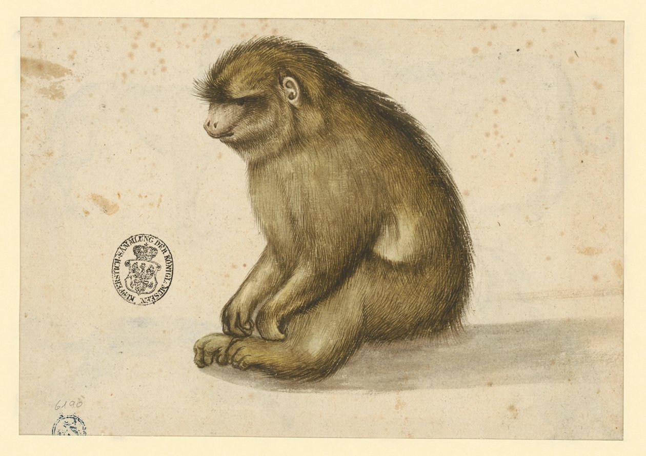 Siddende abe af Albrecht Dürer