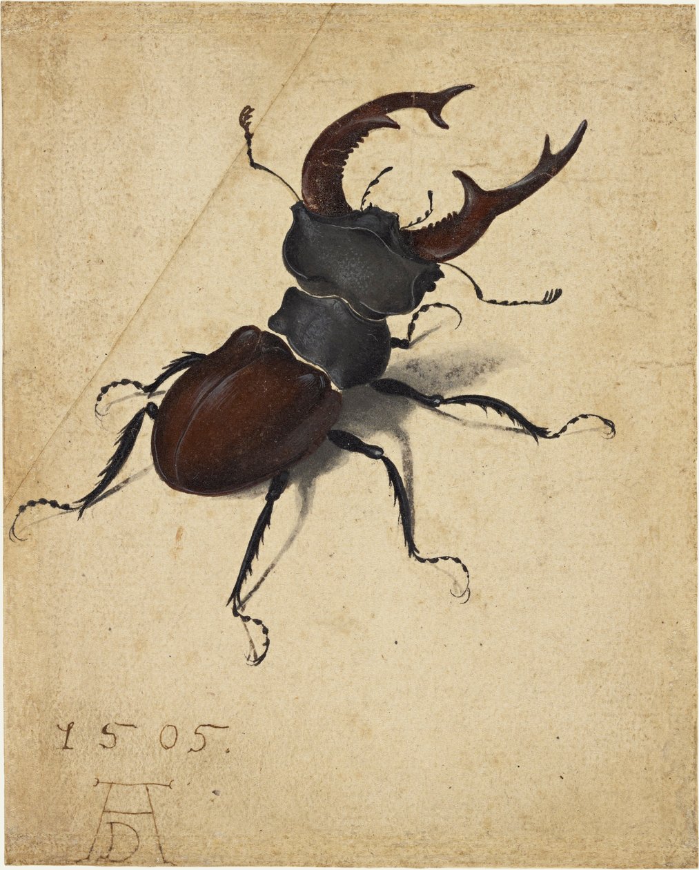 Hjortebille af Albrecht Dürer
