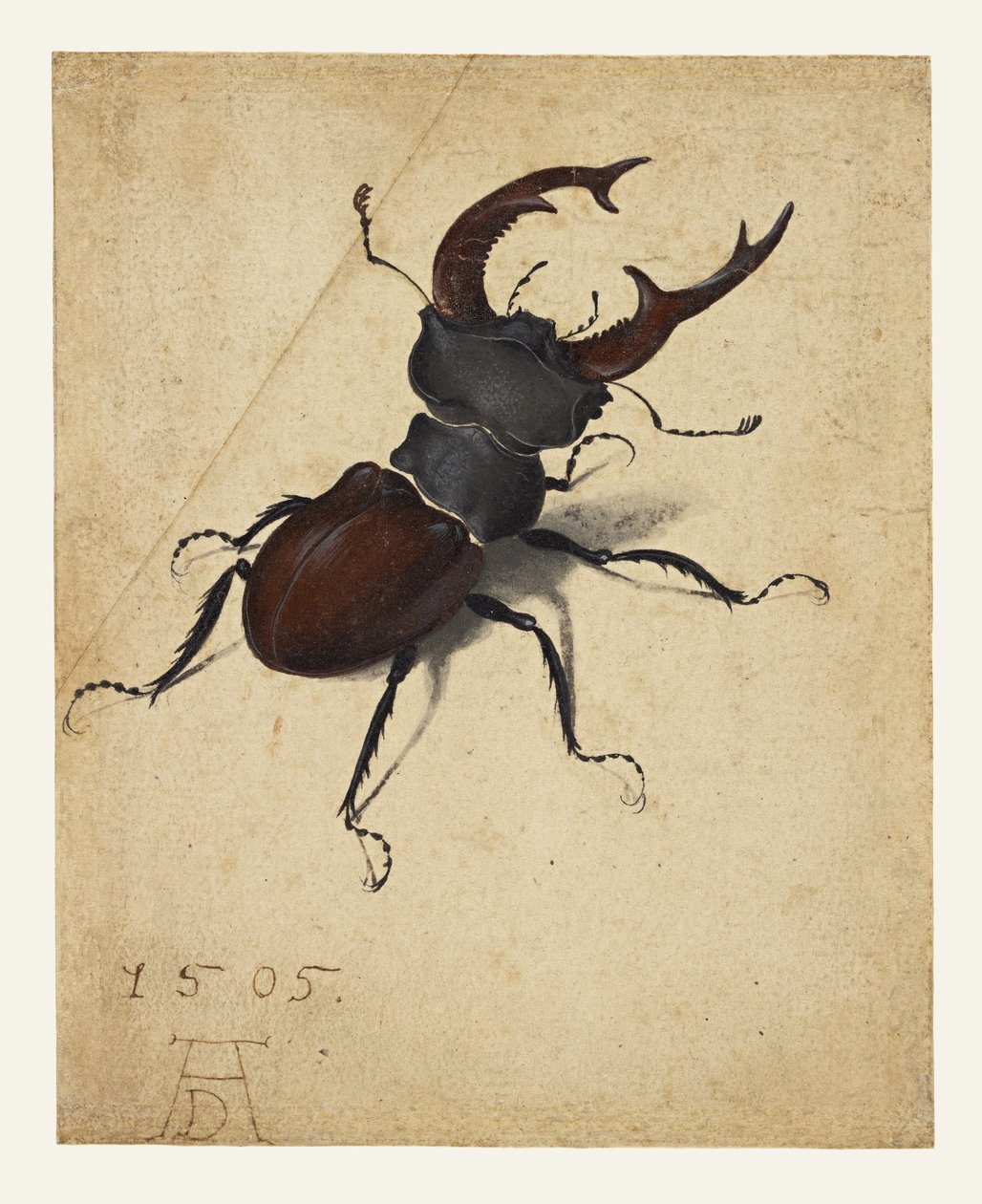 Eghjort af Albrecht Dürer
