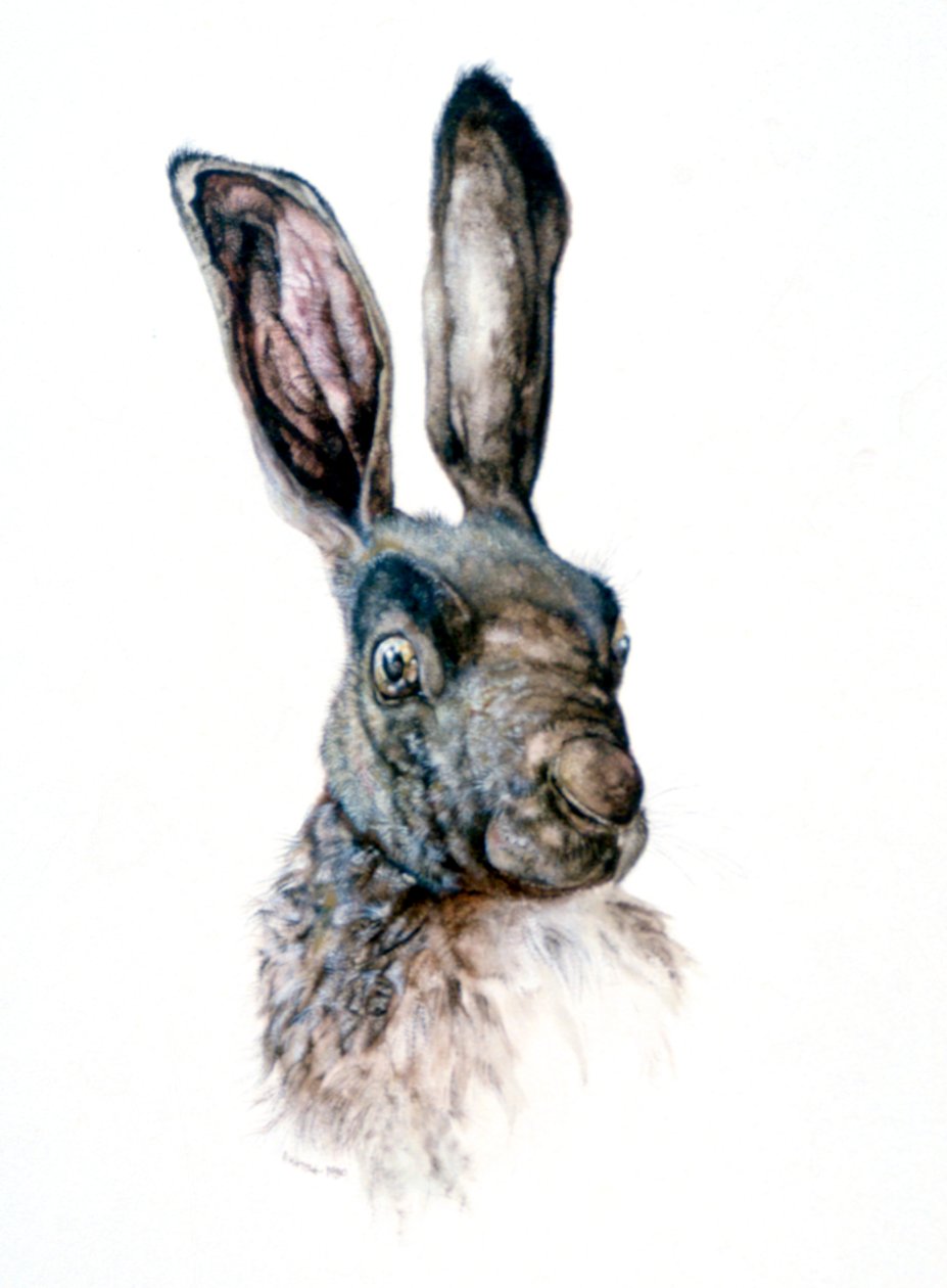 Studie af en hare, 1502 af Albrecht Dürer