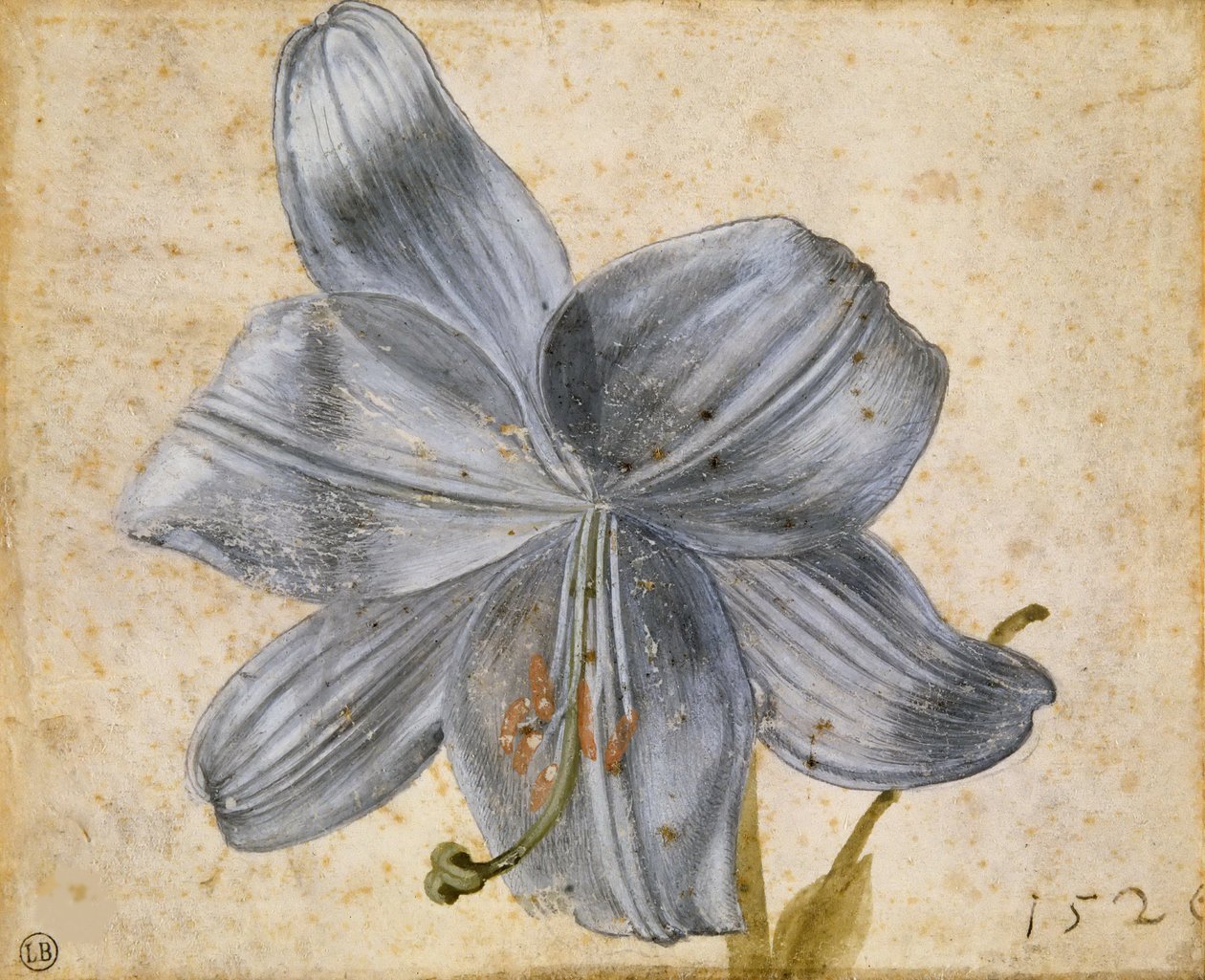 Studie af en lilje, 1526. af Albrecht Dürer