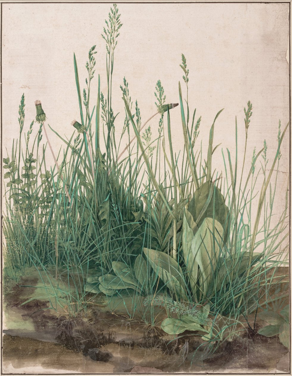 Det store stykke græs af Albrecht Dürer
