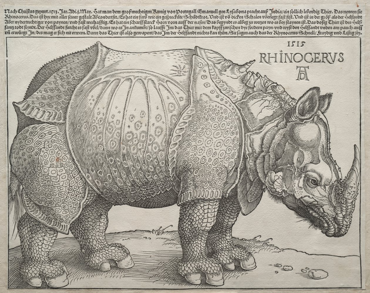 Næsehornet af Albrecht Dürer