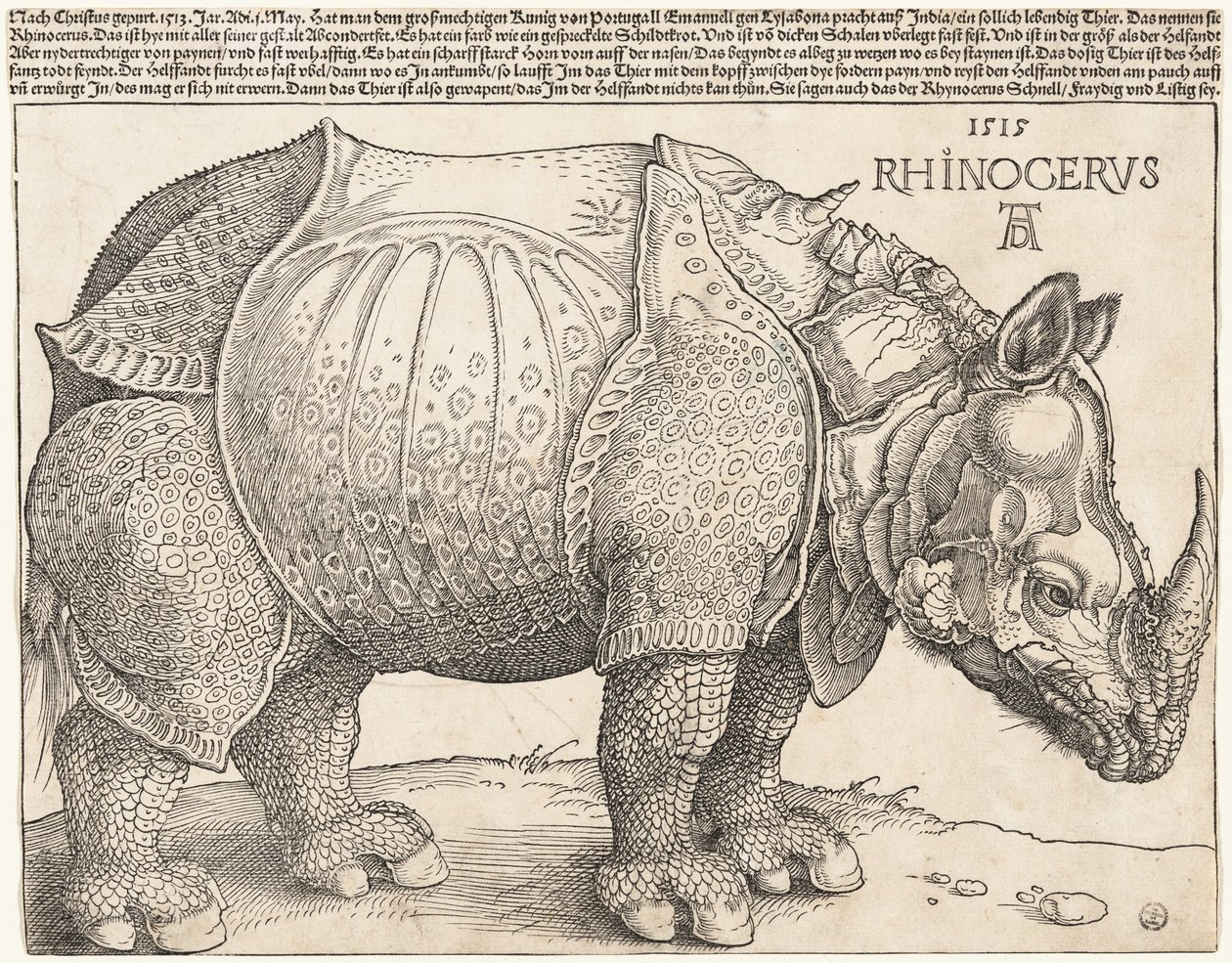 Næsehornet af Albrecht Dürer