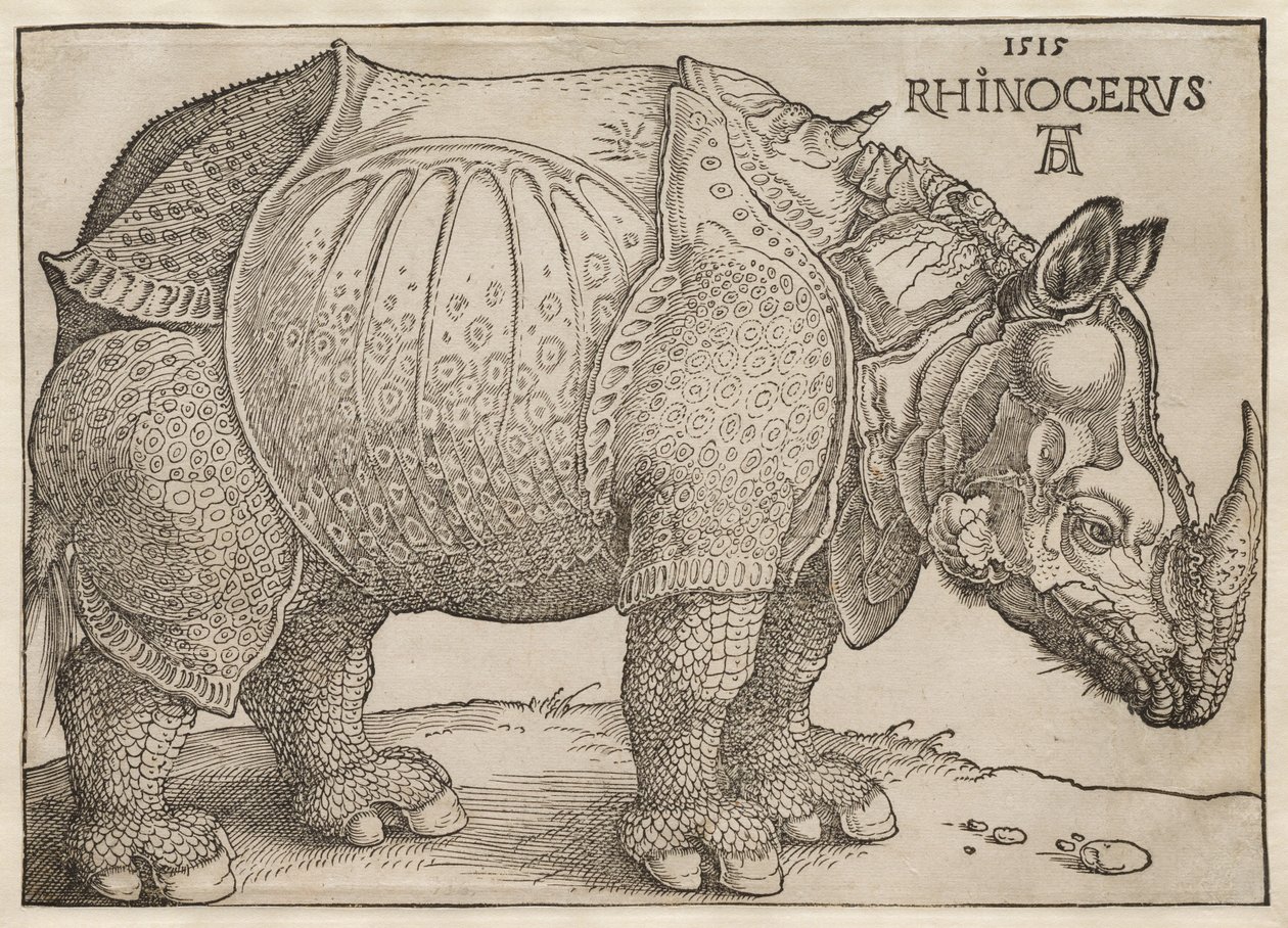 Næsehornet af Albrecht Dürer