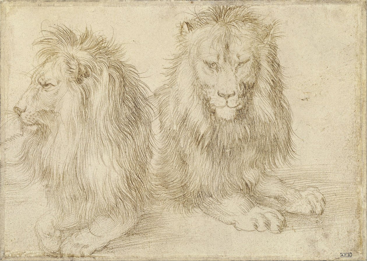 To siddende løver af Albrecht Dürer