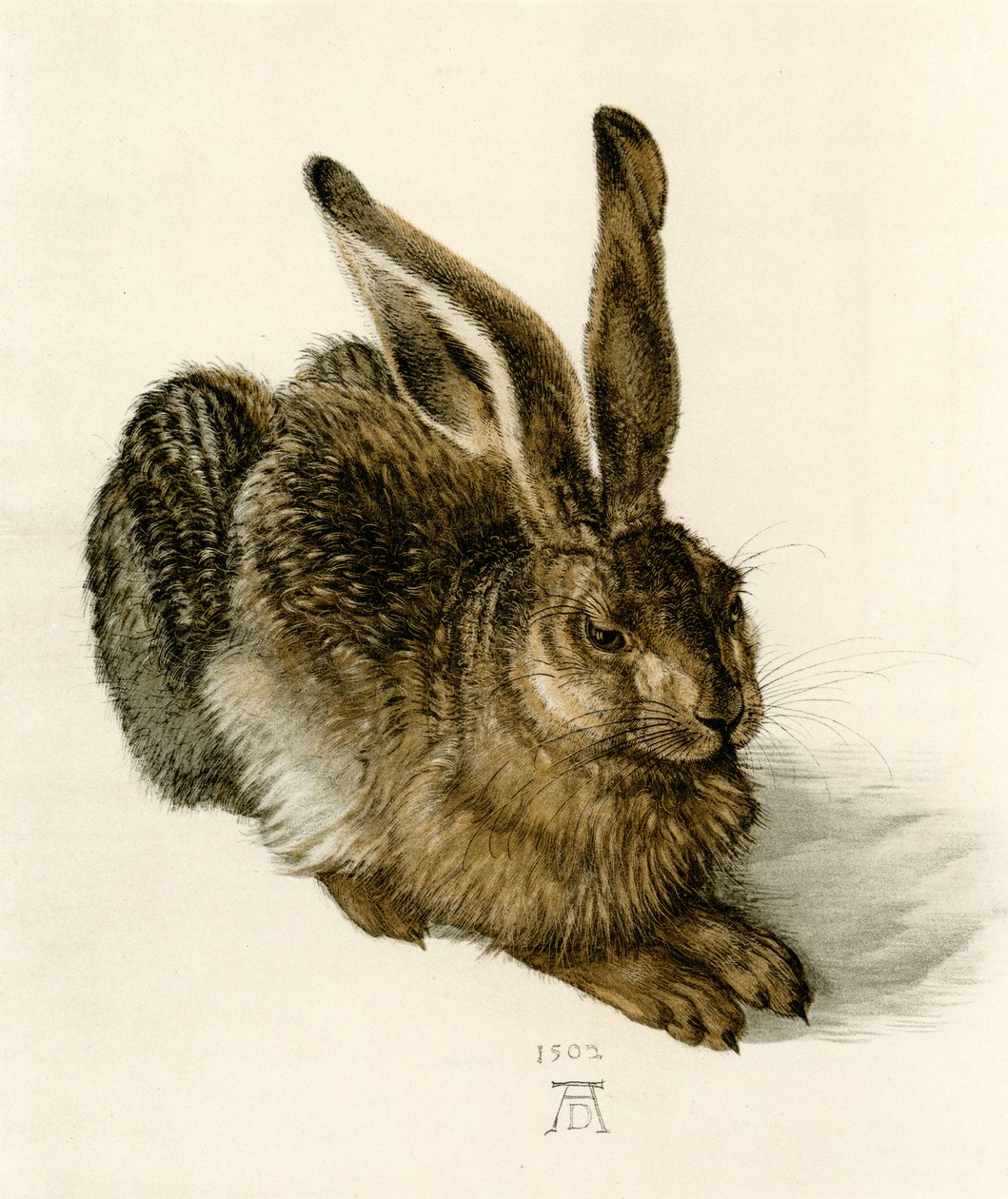 Ung Hare af Albrecht Dürer