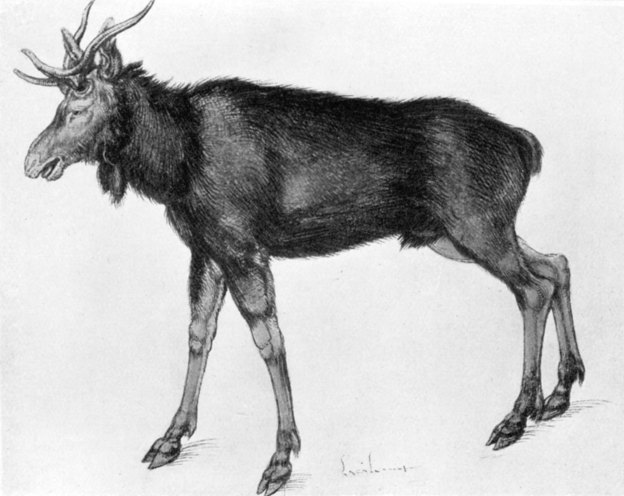 Ung skandinavisk elg med umodne gevirer, slutningen af det 15.-begyndelsen af det 16. århundrede 1913. af Albrecht Dürer