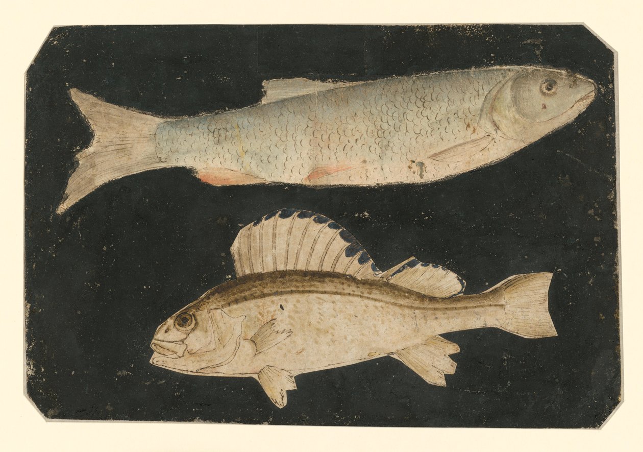To fisk over hinanden (ørred og Knorrfisk) af Albrecht Dürer