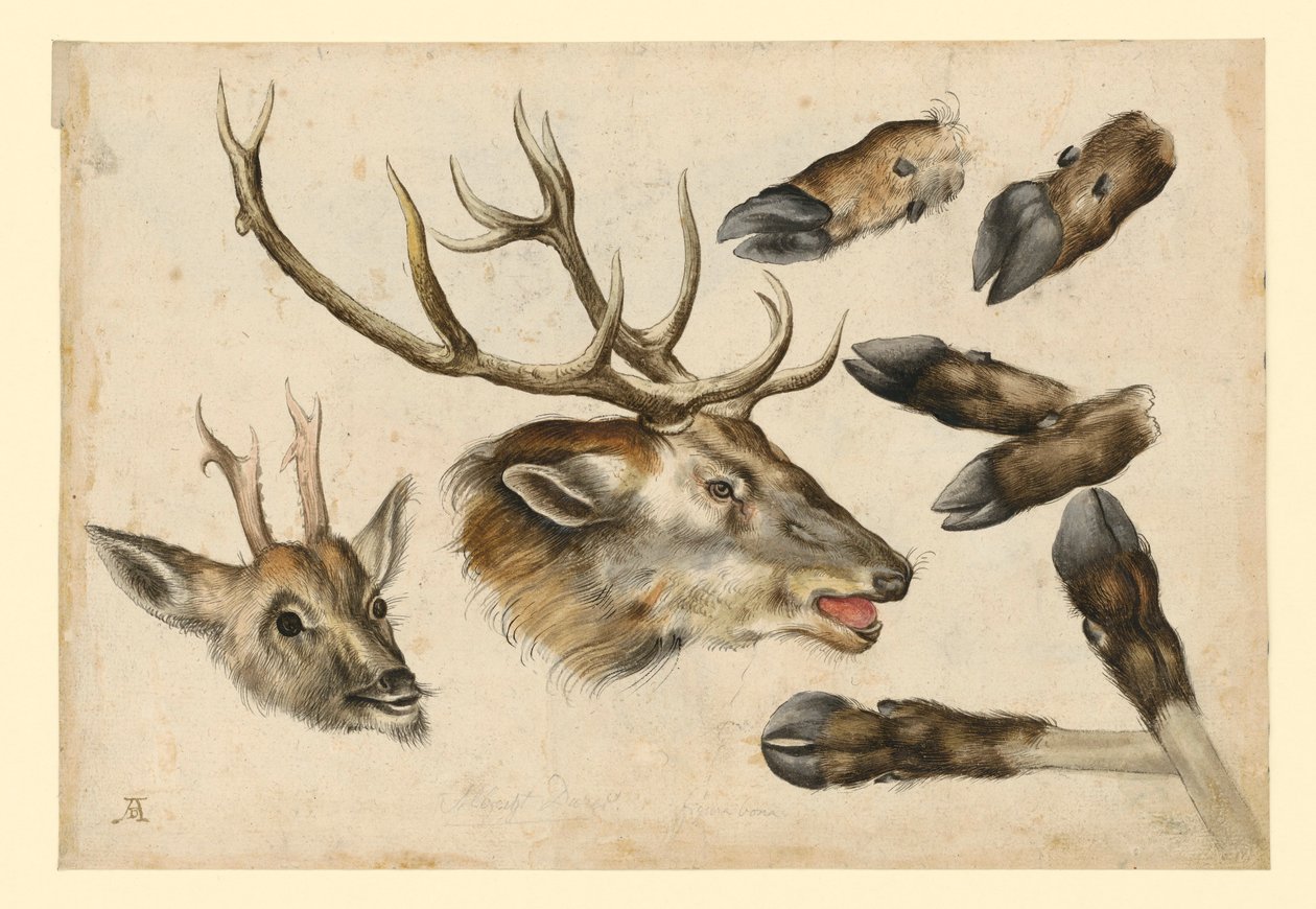 To hjortehoveder, vendt mod højre, og 6 gevirer af Albrecht Dürer