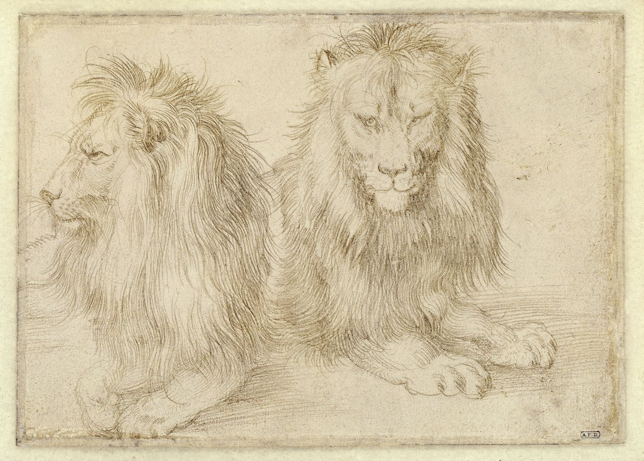 To liggende løver af Albrecht Dürer