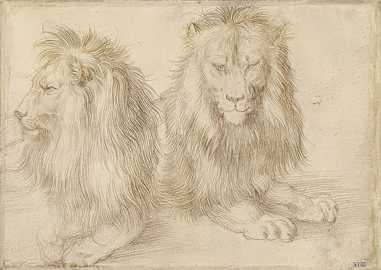 To liggende løver. 1521 af Albrecht Dürer