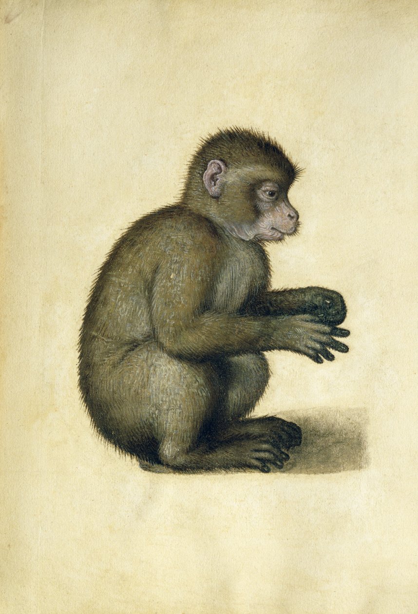 En abe (akvarel og gouache på papir) af Albrecht Dürer