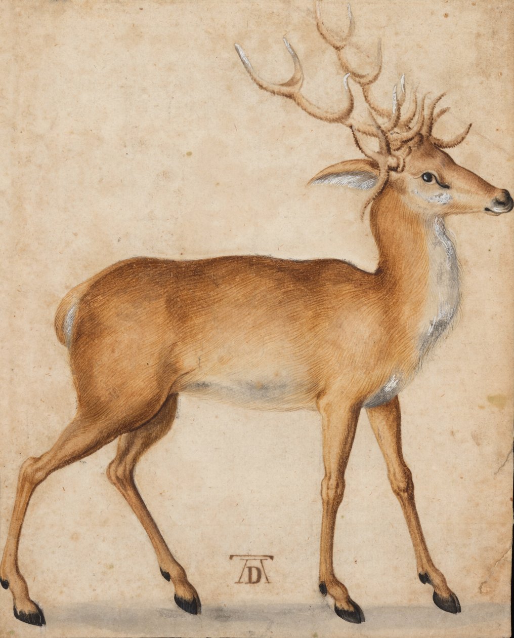 En kronhjort af Albrecht Dürer