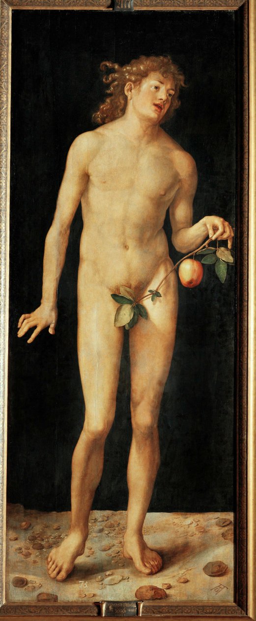 Adam af Albrecht Dürer or Duerer