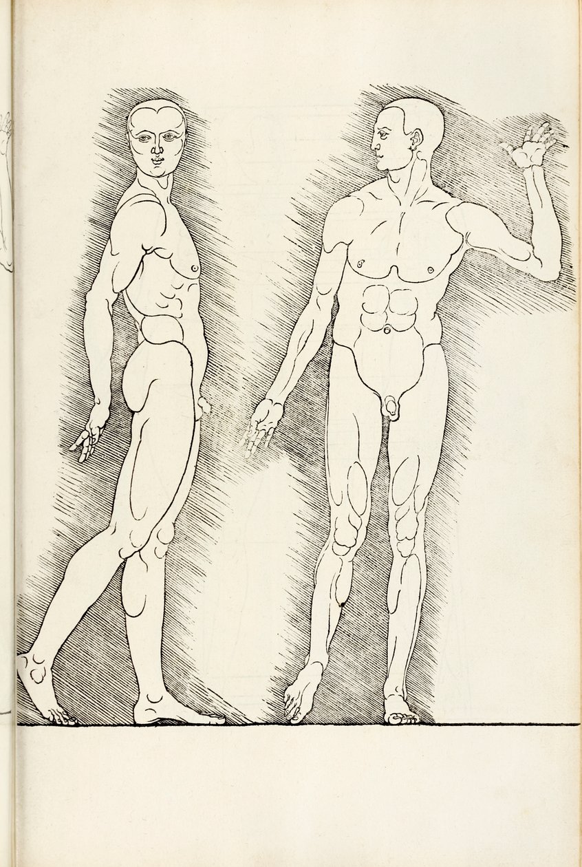 Anatomisk træsnit fra Heri er forstået fire bøger af menneskelig proportion, 1528 af Albrecht Dürer