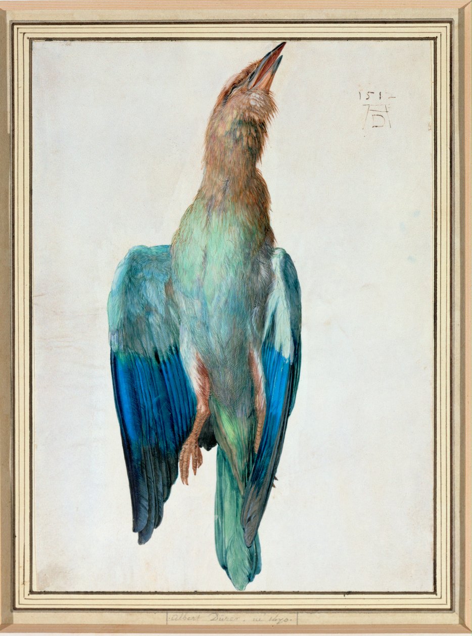 Blå rulle af Albrecht Dürer or Duerer