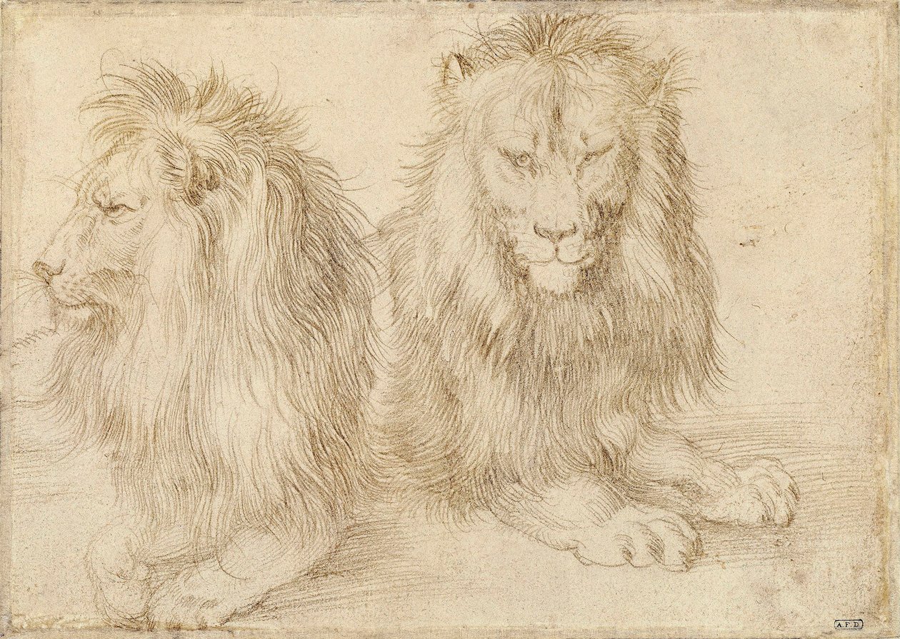 To siddende løver - Tegning af Albrecht Durer (1471-1528) af Albrecht Dürer