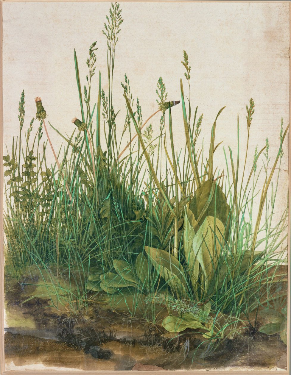 Stor klump tørv - Das grosse Rasenstueck af Albrecht Dürer or Duerer