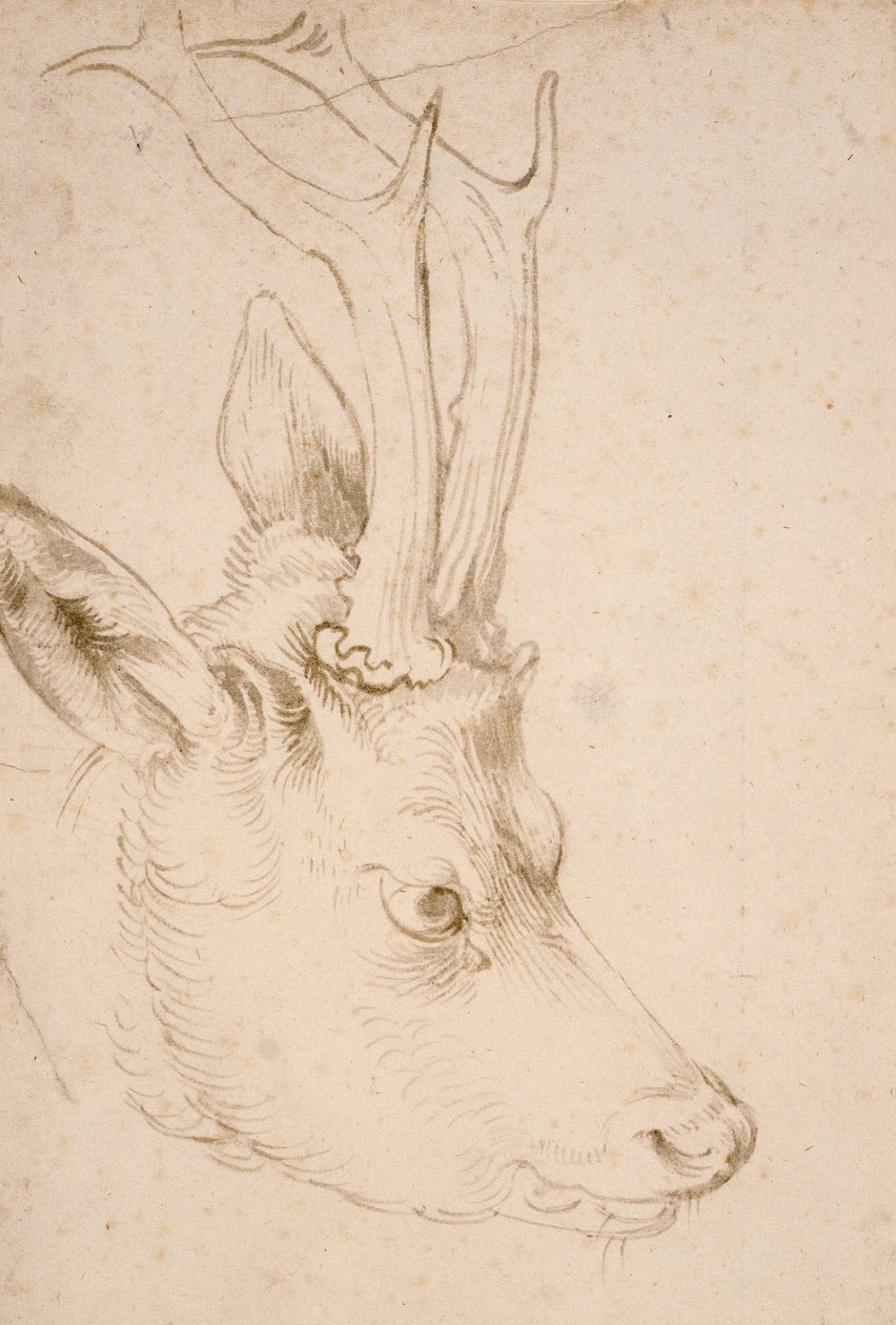 Tete de chevreuil han - Dessin de Albrecht Durer (1471-1528), vers 1503 - Head of a Roebuck - Pen og pensel, gråt og brunt blæk på papir af Albrecht Durer (1471-1528), ca1503 - 22,8x15,3 cm - Nelson-Atkins Museum of Art, Kansas City, Missouri af Albrecht Dürer