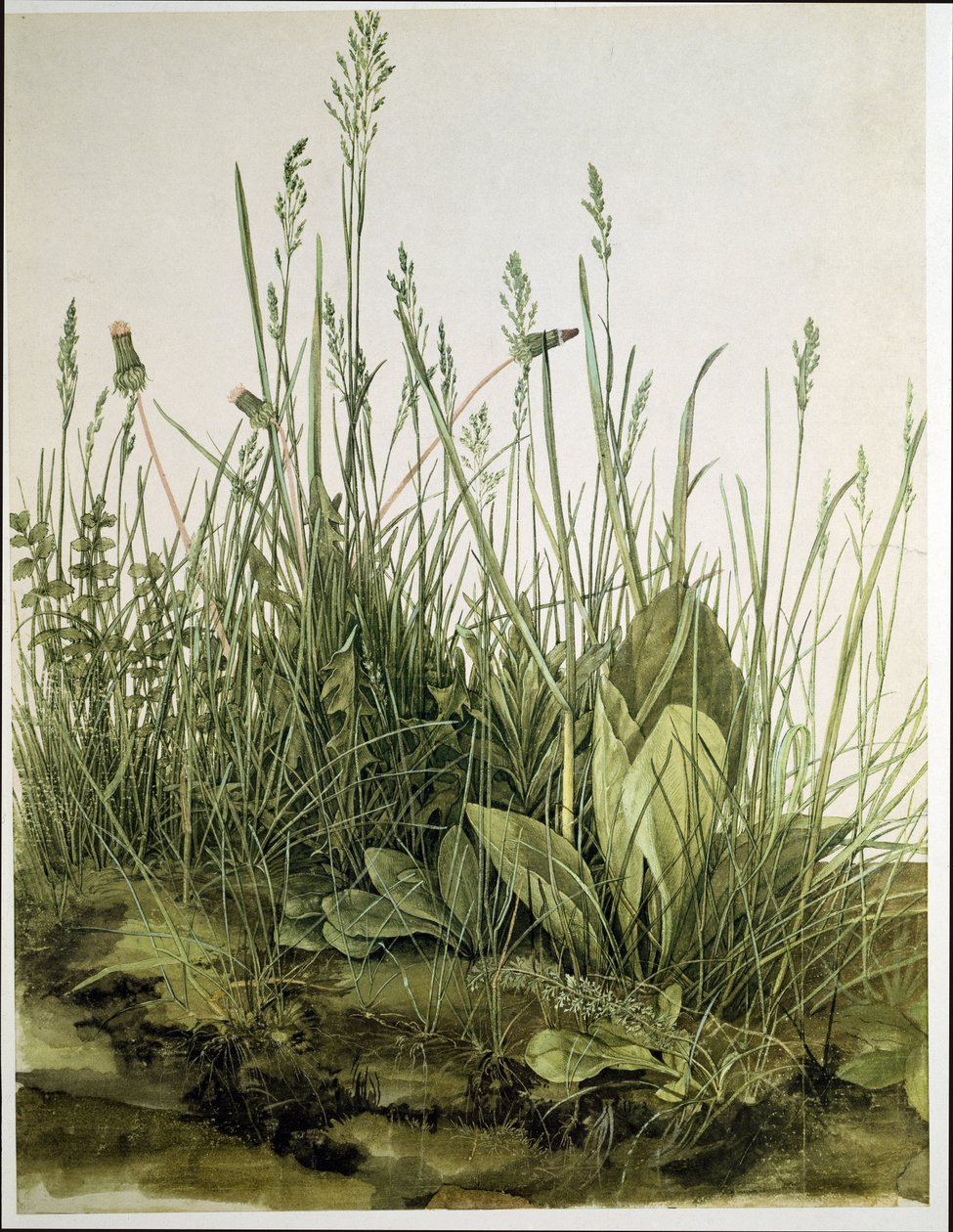 Det store stykke græs af Albrecht Dürer or Duerer