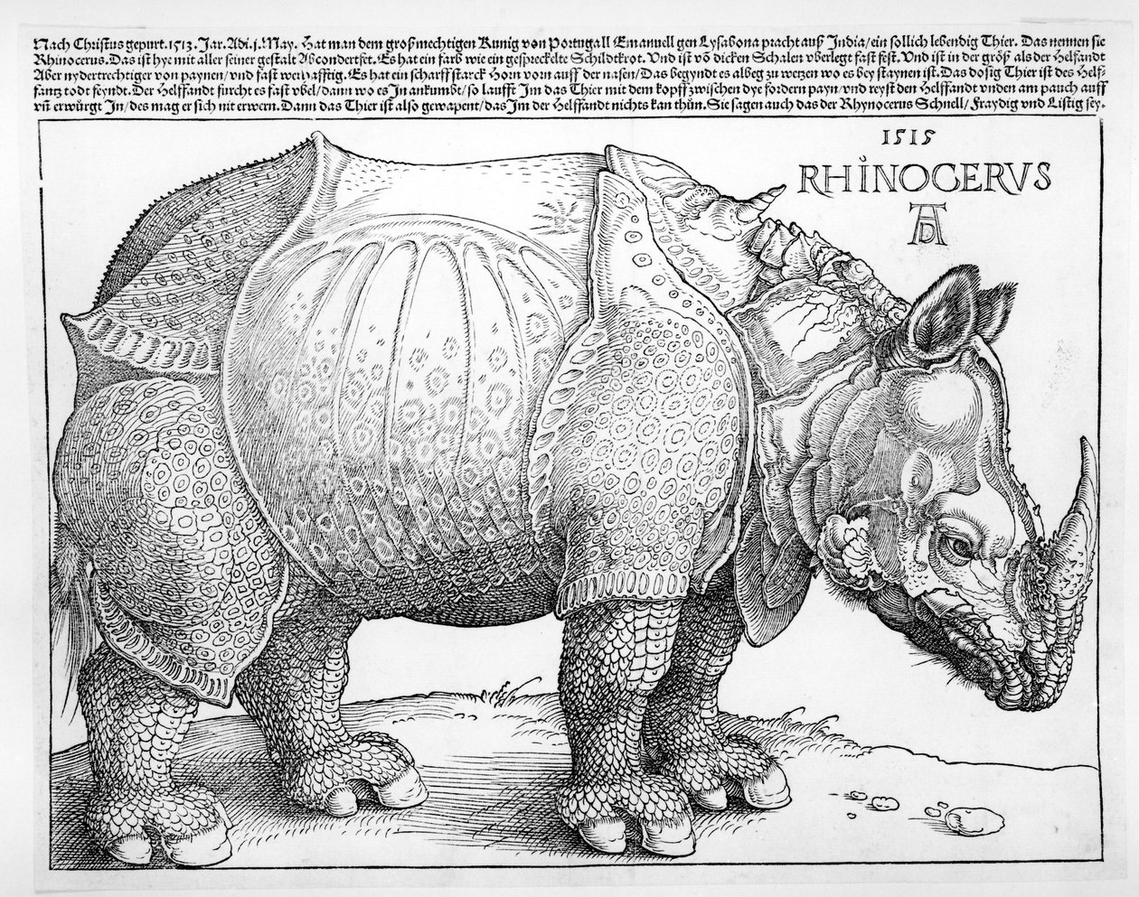 Næsehornet, 1515 af Albrecht Dürer