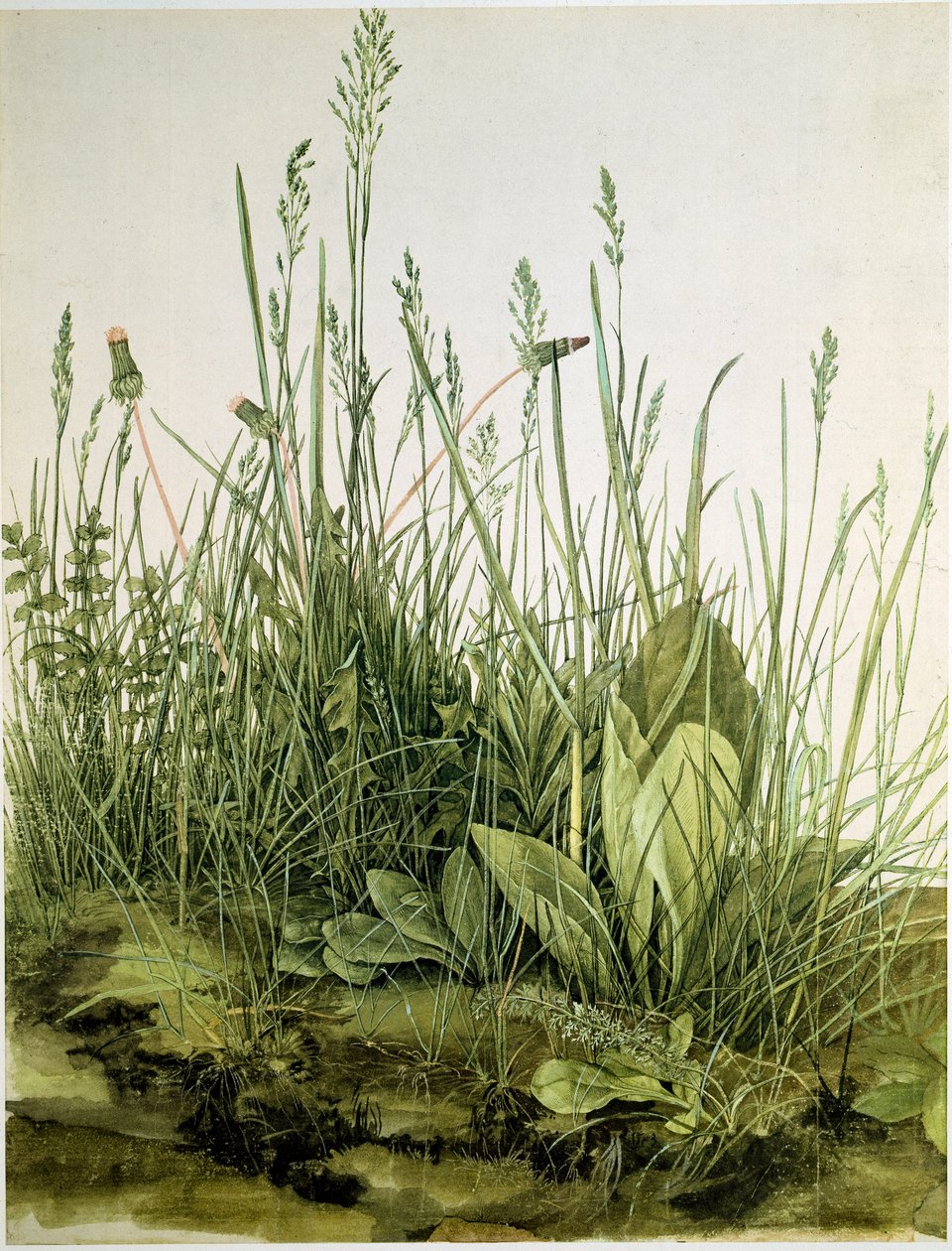 Snavset med vilde urter Akvarel af Albrecht Durer (1471-1528) 1503 Dim. 41x31,5 cm Grafik Sammlung Albertina af Albrecht Dürer