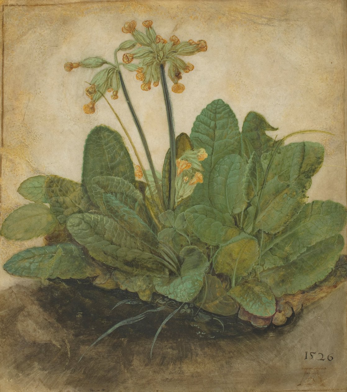 Tuft of Cowslips, 1526 af Albrecht Dürer