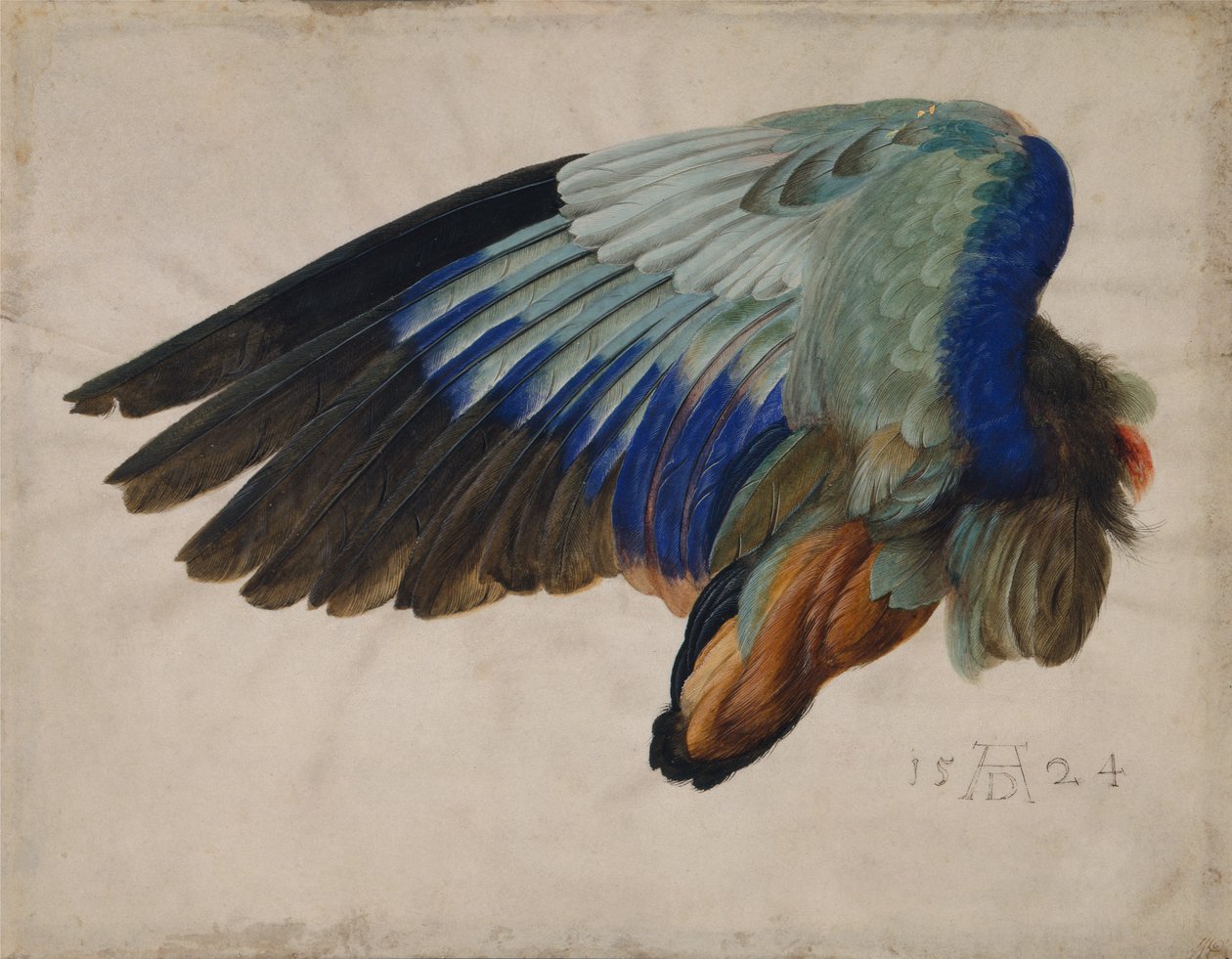 Vinge af en europæisk rulle af Albrecht Dürer