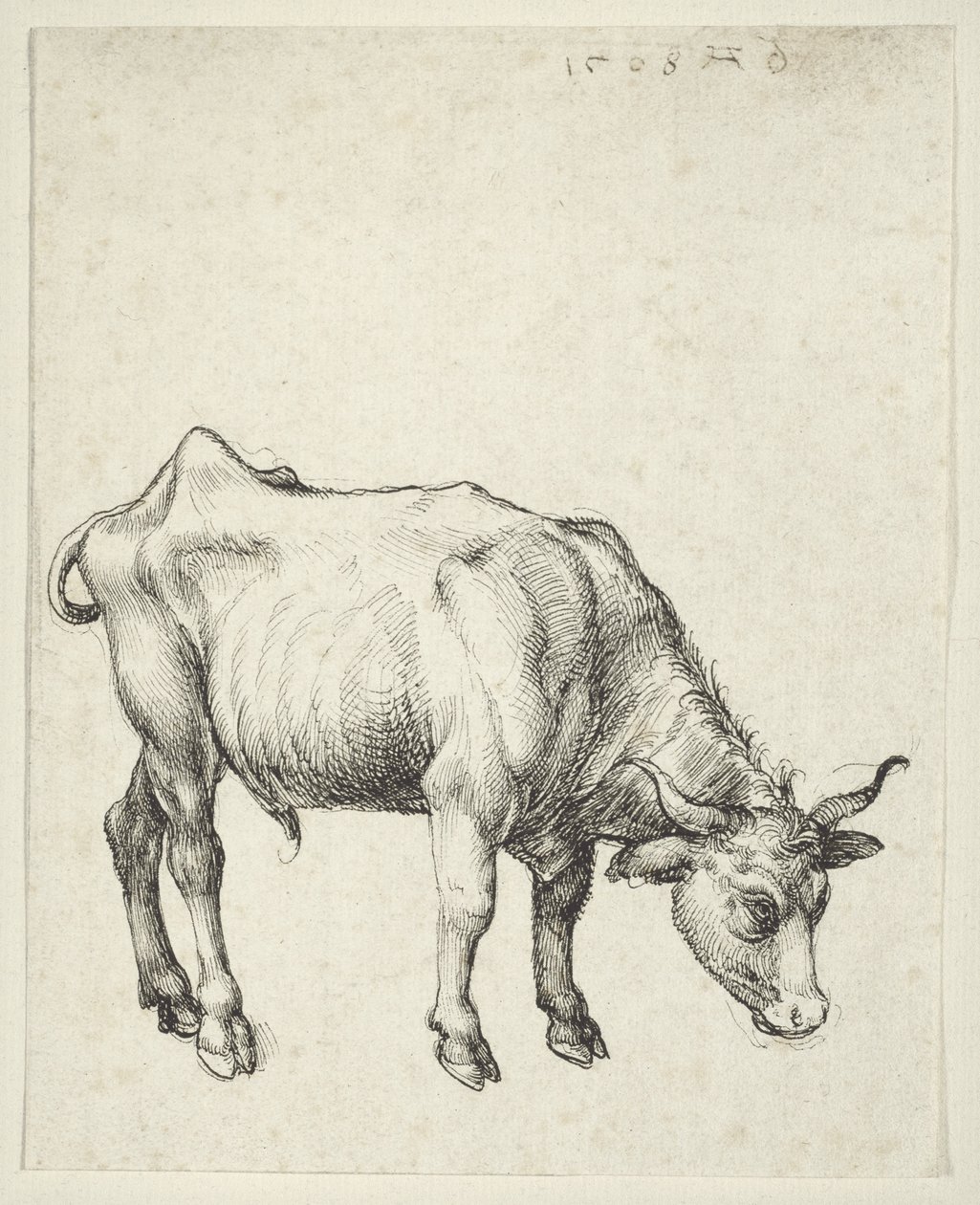 Ung Tyr, ca. 1493 af Albrecht Dürer