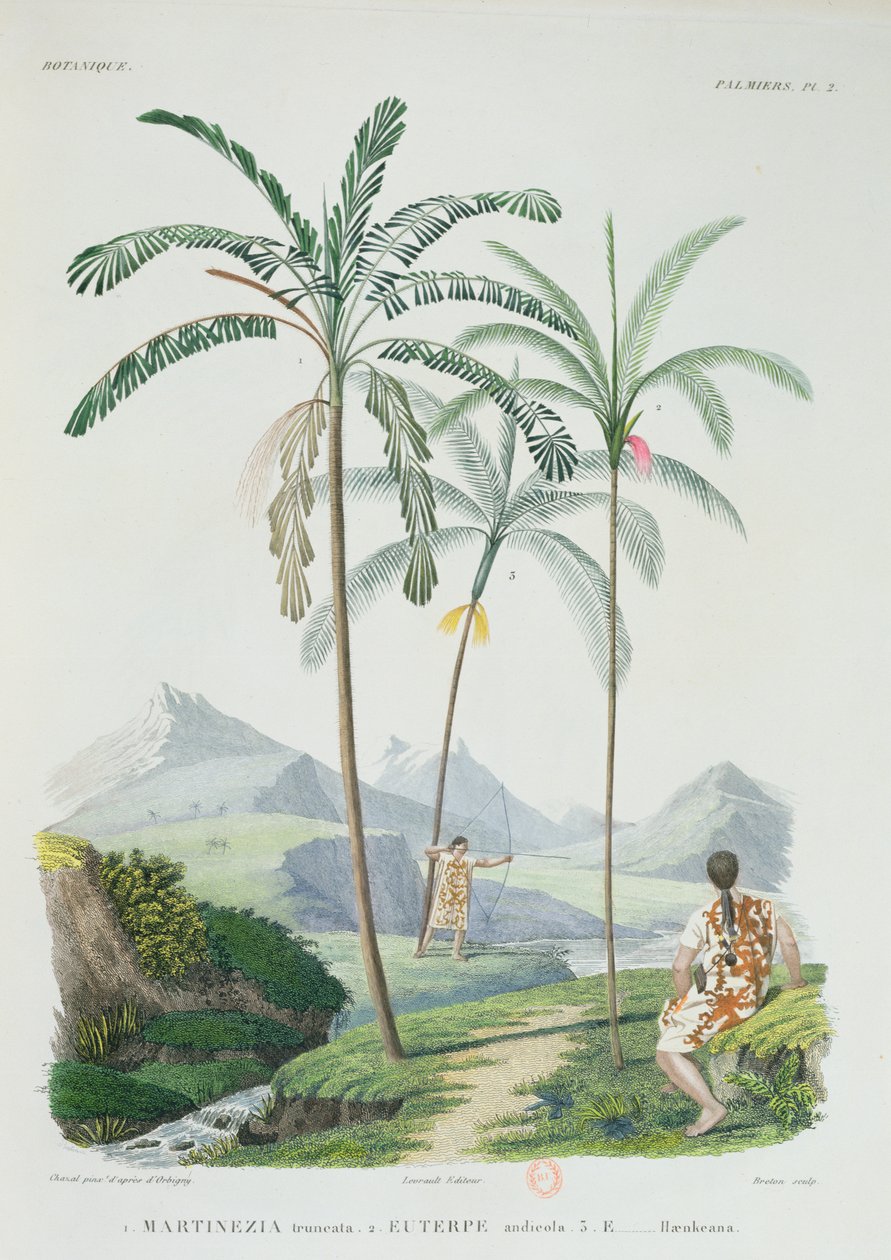Palmer i en bjergrig del af Sydamerika, fra Voyage dans lAmerique Meridionale af kunstneren, graveret af Breton, ca. 1834-47 af Alcide DOrbigny