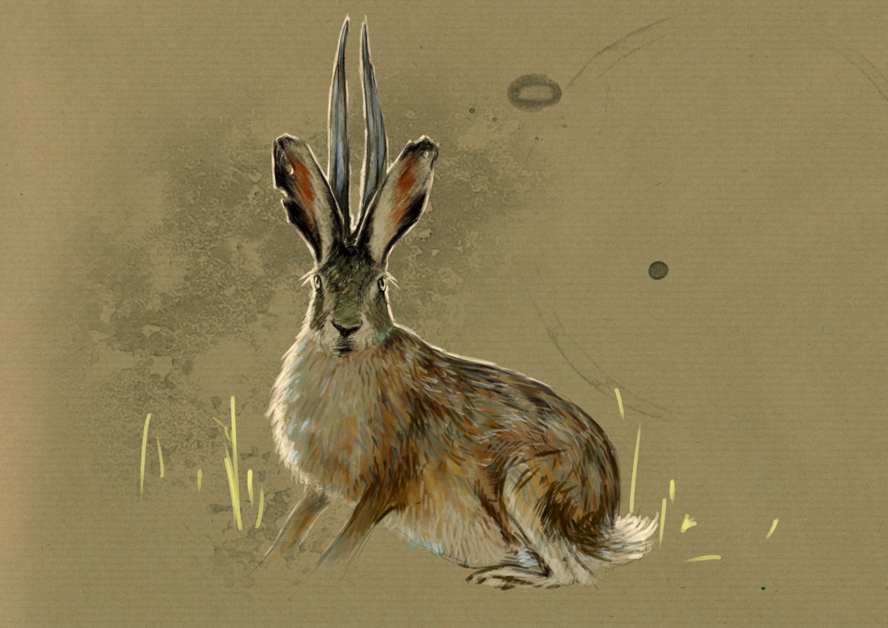 Fantastiske monstre og væsner, kryptozoologi: repræsentation af en Jackalope, legendarisk dyr mi lievre mi antilope (mytisk dyr en jackkanin med antilopehorn) - Tegning af Alessandro Lonati, 2012 af Alessandro Lonati