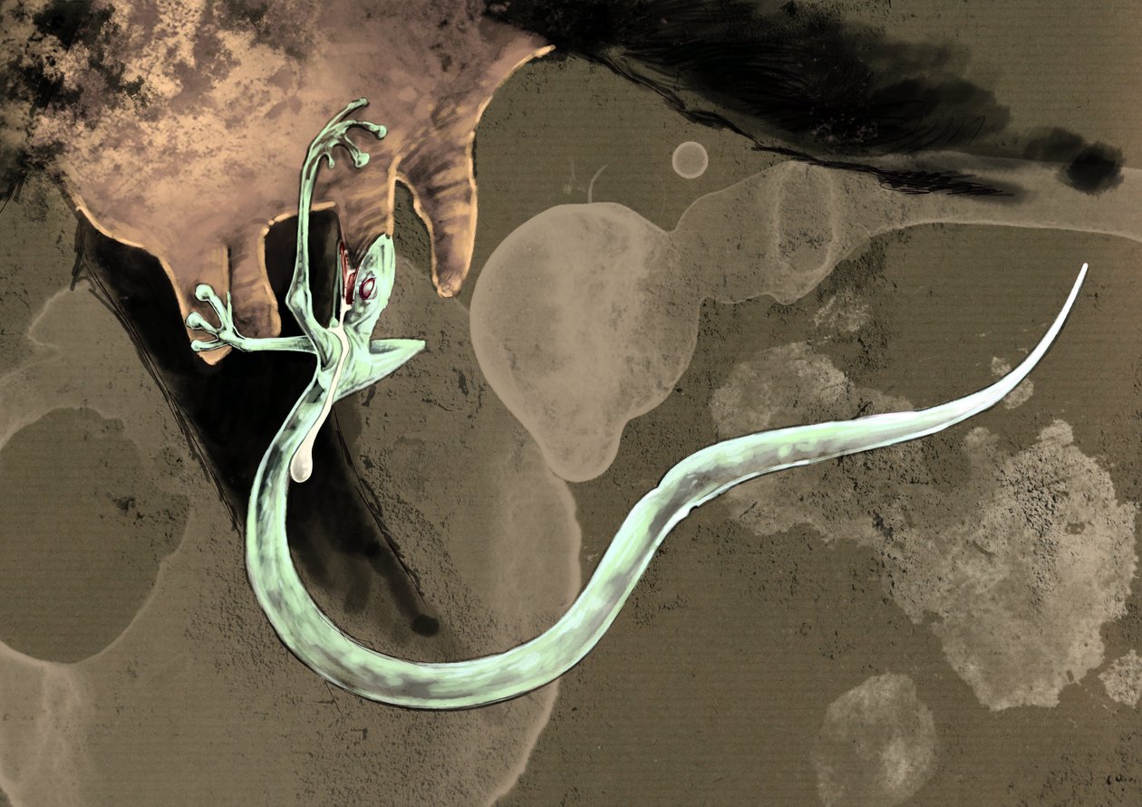 Fantastiske monstre og væsner, kryptozoologi: repræsentation af en tatzelorm (eller orm en poter eller arassas) Tegning af Alessandro Lonati, 2012 af Alessandro Lonati