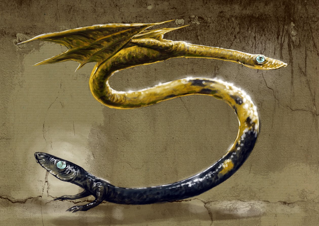 Fantastiske monstre og væsner, kryptozoologi: repræsentation af en Amphisbene, mytologisk slange med to hoveder - (Amphisbaenamythological, myre-spisende slange med et hoved i hver ende) Tegning af Alessandro Lonati, 2012 af Alessandro Lonati