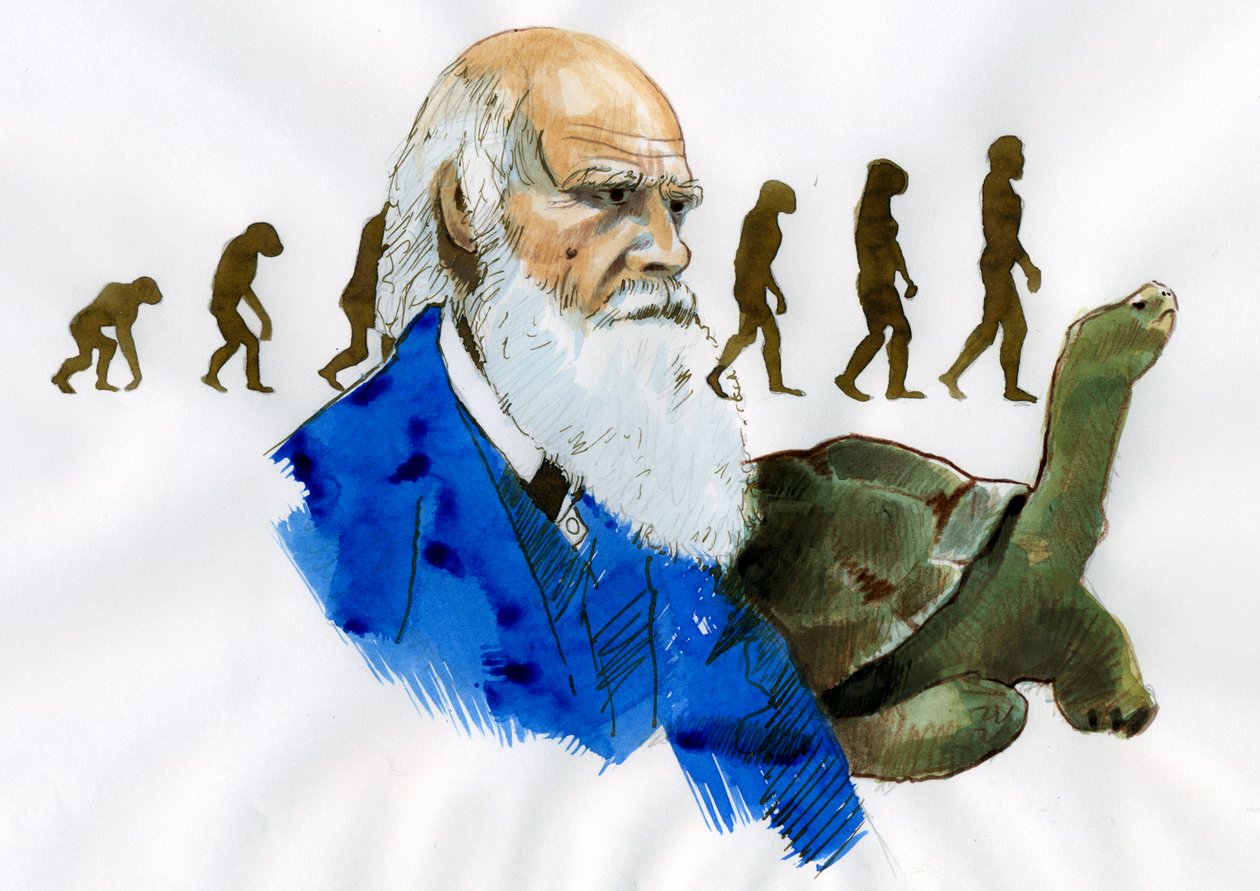 Portræt af Charles Darwin - Portræt af den engelske naturforsker Charles Darwin (1809-1882) Illustration af Alessandro Lonati