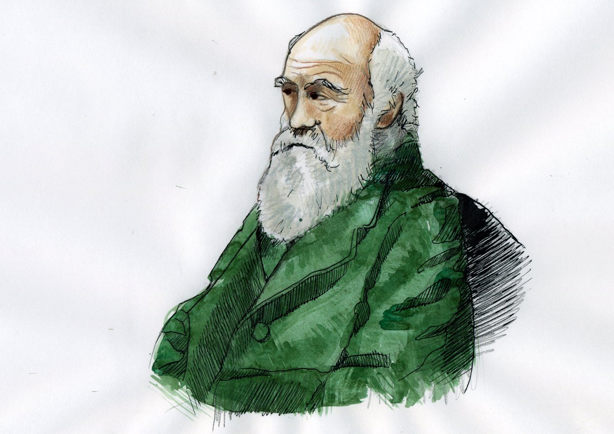 Portræt af Charles Darwin - Portræt af den engelske naturforsker Charles Darwin (1809-1882) Illustration af Alessandro Lonati