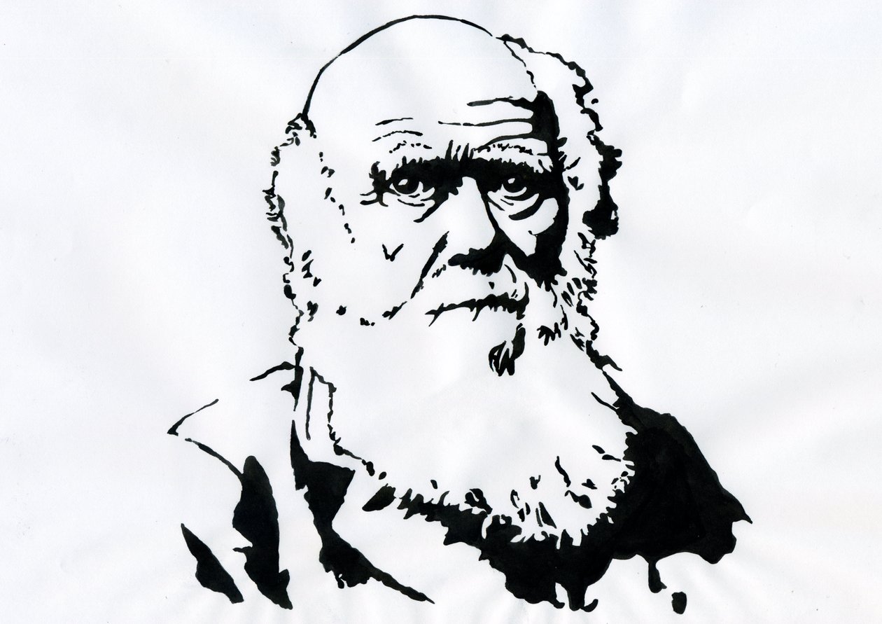 Portræt af Charles Darwin - Portræt af den engelske naturforsker Charles Darwin (1809-1882) Illustration af Alessandro Lonati