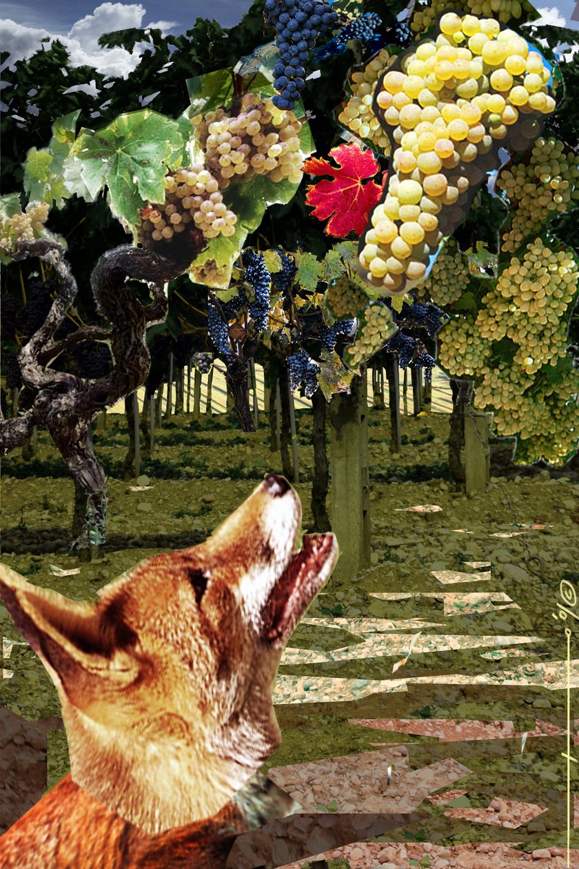 Ræven og druerne Illustration til fabelen om Esope (7.-6. århundrede f.Kr.) græsk forfatter. Illustration af Alesandro Lonati. 2010 af Alessandro Lonati