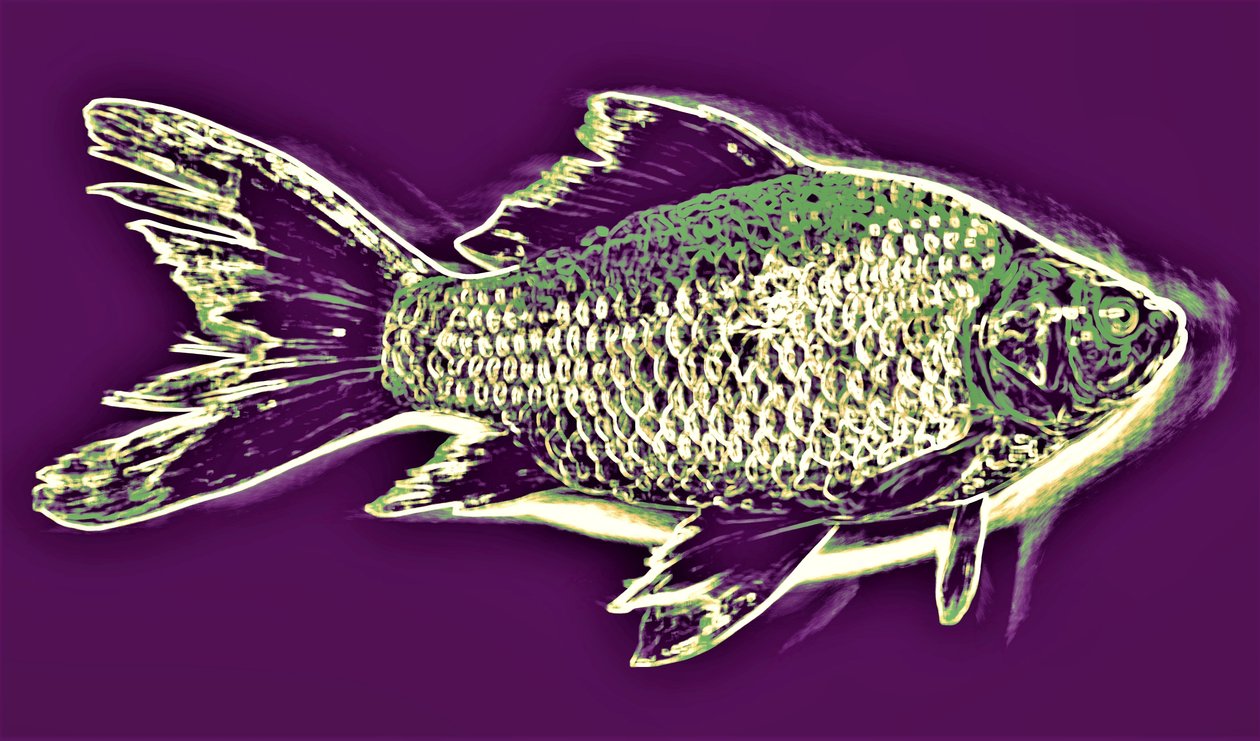 Fisk, 2019, (fotografi) af Alex Caminker