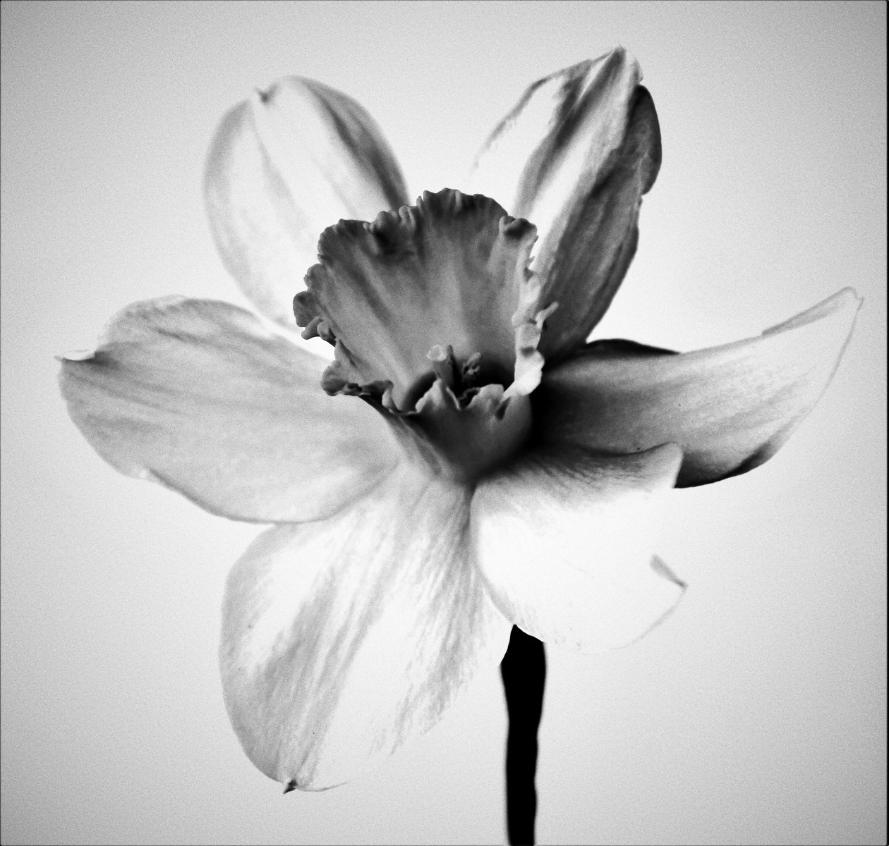 Herb, 2019 (fotografi) af Alex Caminker