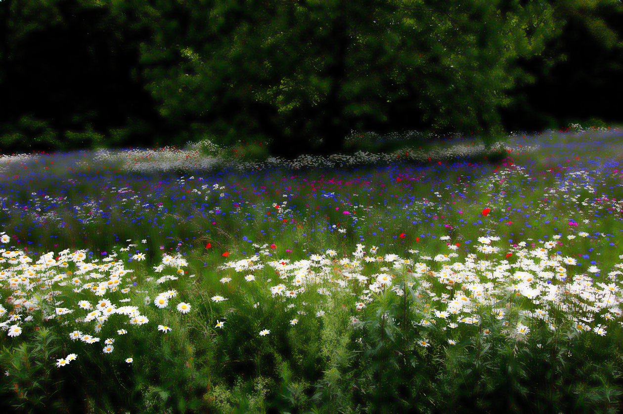Music Meadow, 2019, (fotografi) af Alex Caminker