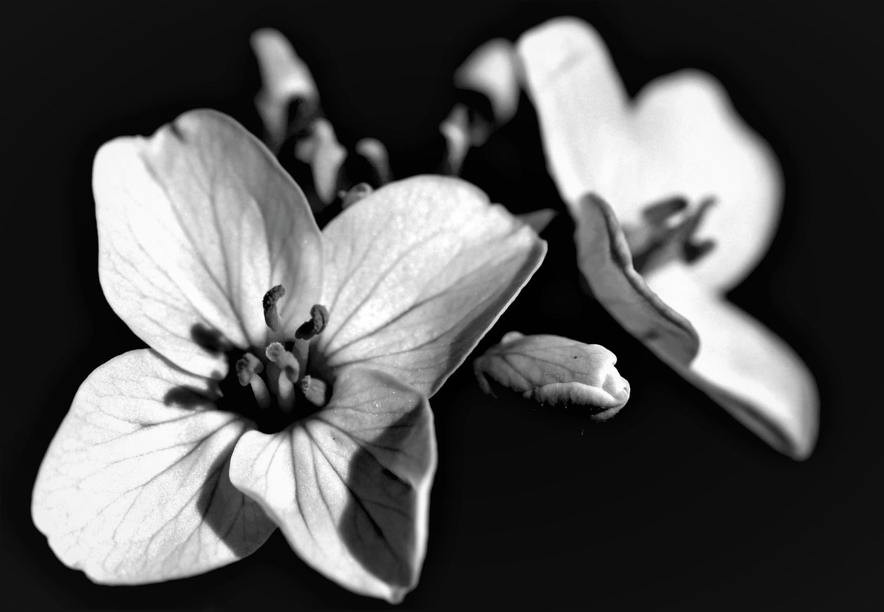 Naturlig sammensætning, 2019, (fotografi) af Alex Caminker