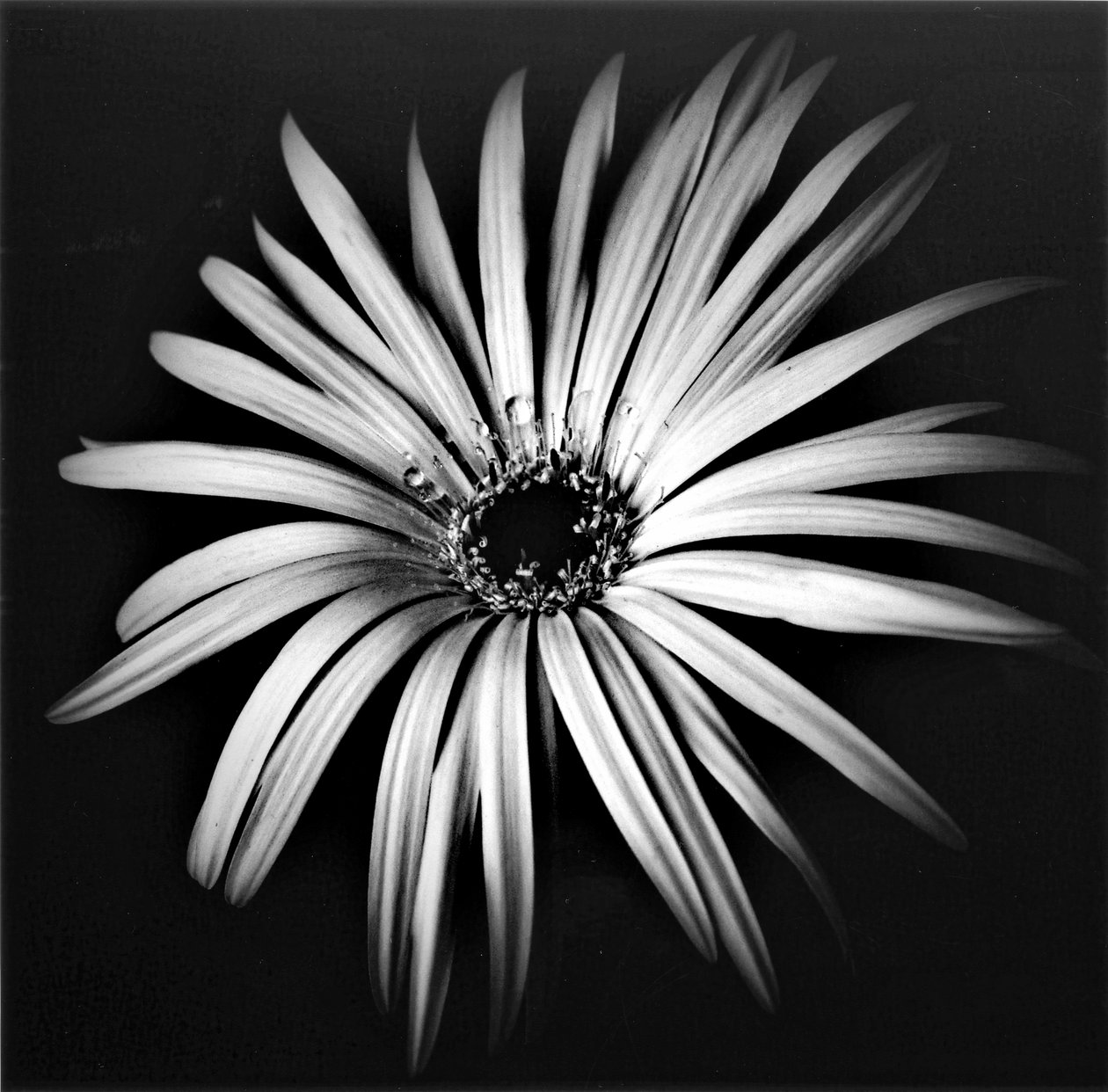 Star, 2019, (blandede medier) af Alex Caminker