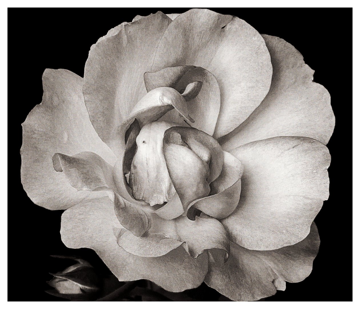 Uden titel, 2019, (fotografi) af Alex Caminker