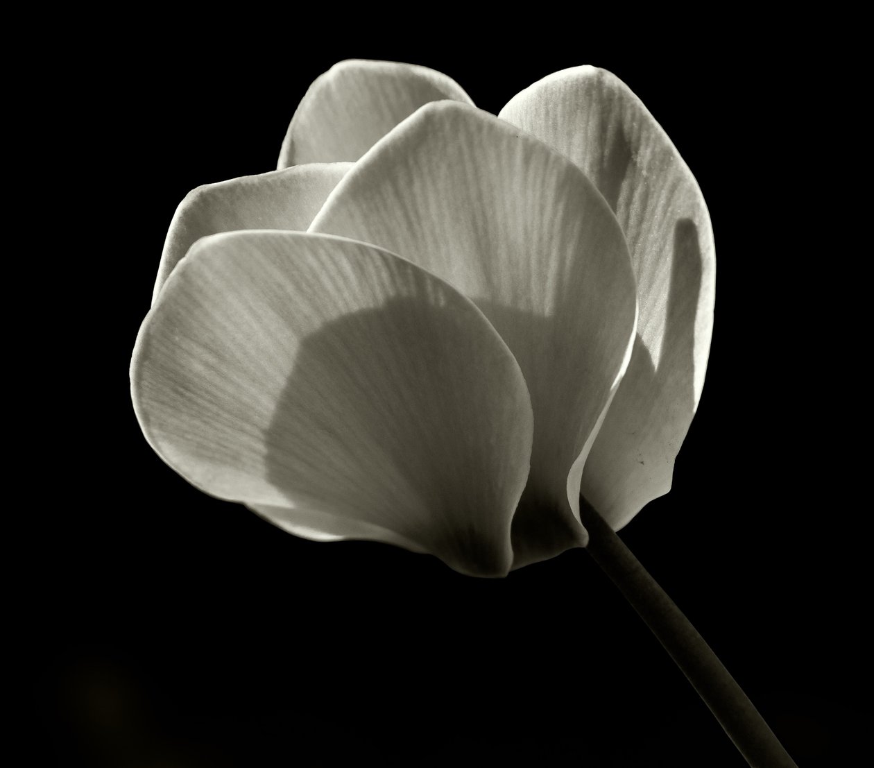 Uden titel, 2019, (fotografi) af Alex Caminker