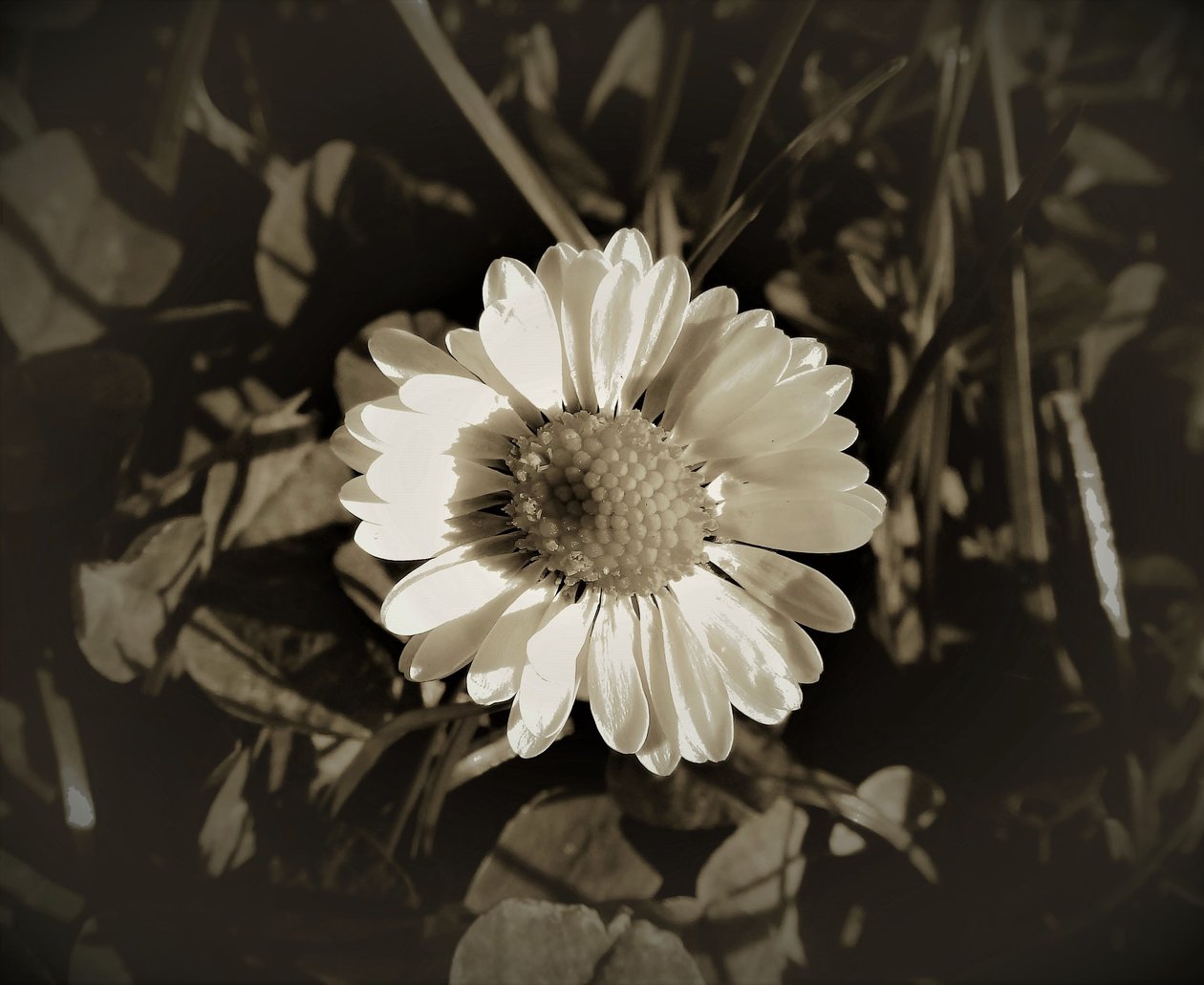Uden titel, 2019, (fotografi) af Alex Caminker
