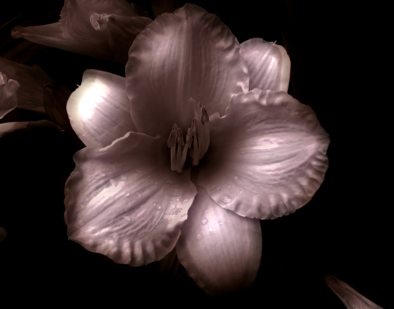 Uden titel, 2019, (fotografi) af Alex Caminker