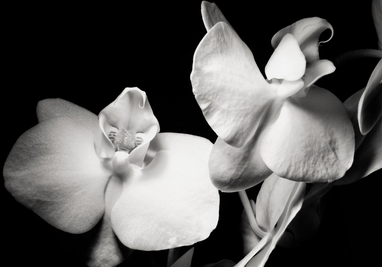 ambition, 2019, (fotografi) af Alex Caminker