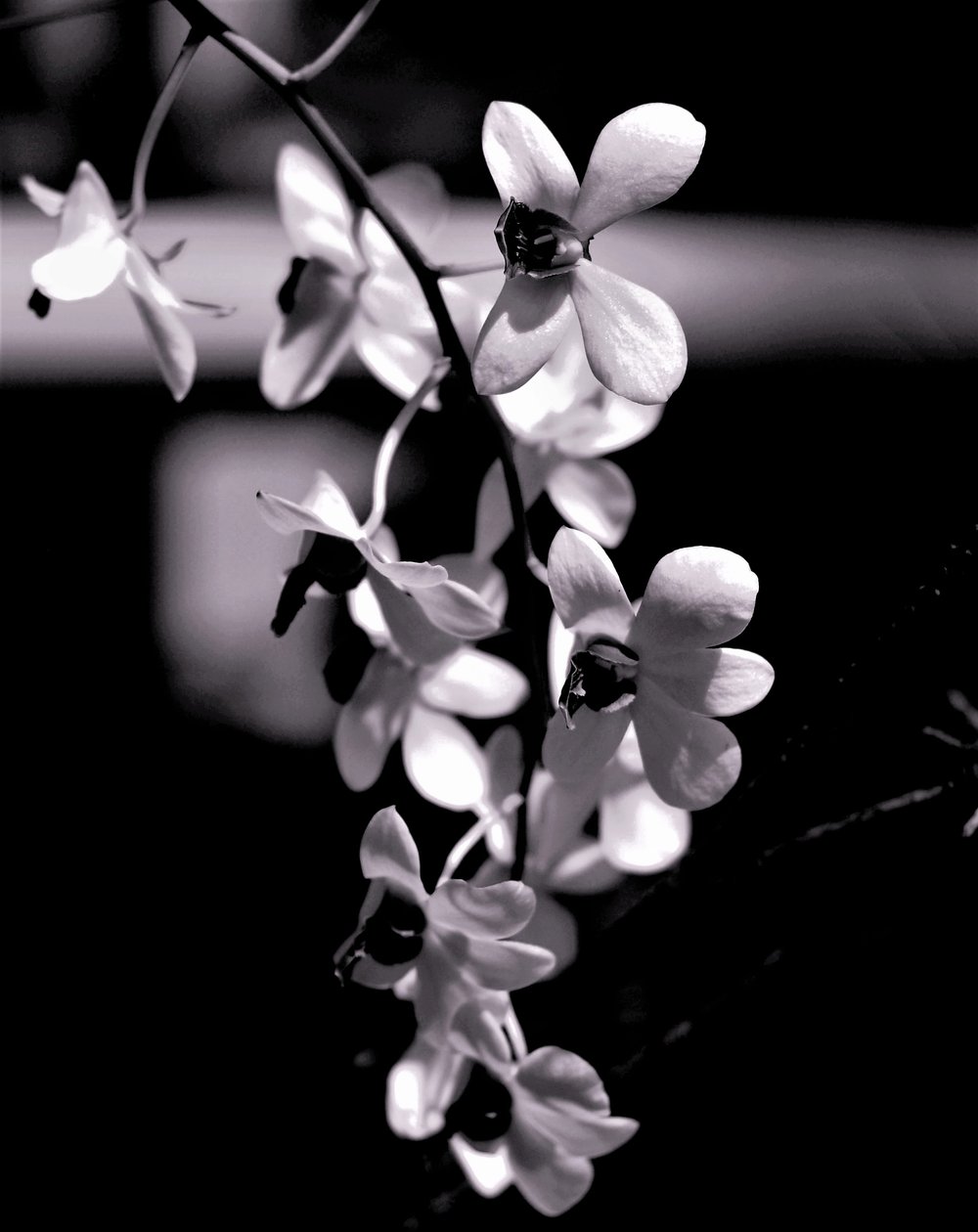 flok, 2019, (fotografi) af Alex Caminker